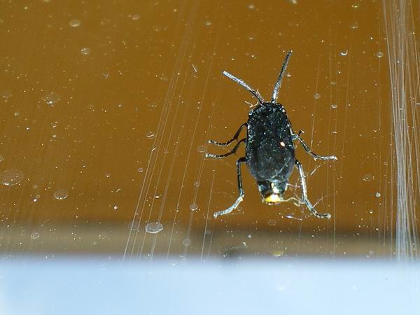 Tentredine? No. Arge sp.